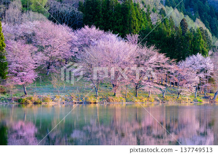 Nakanishi湖的Yoh Yamazakura Nakanishi湖的Yoh Yamazakura 137749513