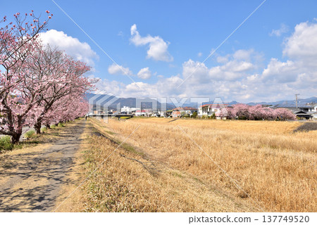 Cherry blossoms blooming along both banks of the Karikawa River Cherry blossoms blooming along both banks of the Karikawa River 137749520