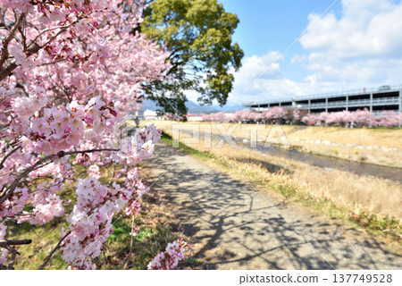 Cherry blossoms blooming along both banks of the Karikawa River Cherry blossoms blooming along both banks of the Karikawa River 137749528