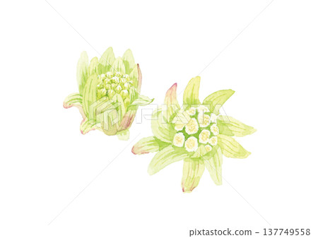 款冬嫩芽-水彩插圖 款冬嫩芽-水彩插圖 137749558