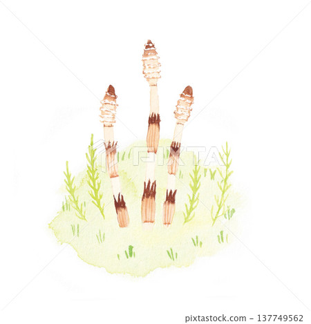 馬尾草(水彩插圖) 馬尾草(水彩插圖) 137749562