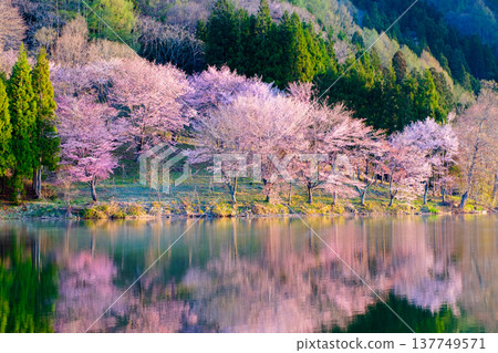 Nakanishi湖的Yoh Yamazakura 137749571