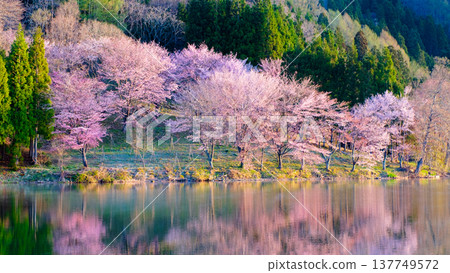 Yoh Yamazakura of Lake Nakanishi Yoh Yamazakura of Lake Nakanishi 137749572