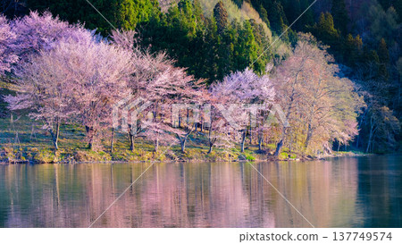 Nakanishi湖的Yoh Yamazakura 137749574