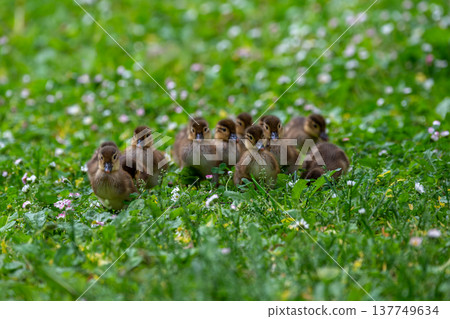 Mandarin duck kid running on the lawn Mandarin duck kid running on the lawn 137749634