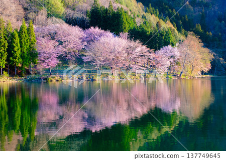 Nakanishi湖的Yoh Yamazakura 137749645