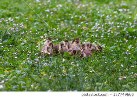 Mandarin duck kid running on the lawn 137749666