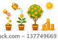Money tree with gold coin growing, finance business investment, economy development. Growth dollar green garden plant in flower pot. Banking, financial profit increase, saving earning, wealth. Vector 137749669