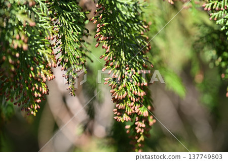 Hinoki flower (male flower) Hinoki flower (male flower) 137749803