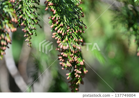 扁柏花(雄花) 扁柏花(雄花) 137749804