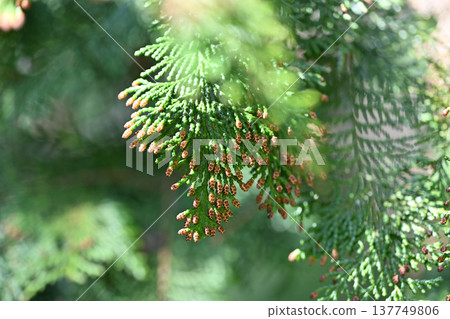 扁柏花(雄花) 扁柏花(雄花) 137749806