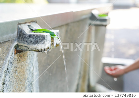 Hand-washing basin using green leaves 137749810