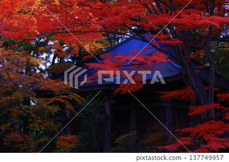 Tunnel of autumn leaves Tunnel of autumn leaves 137749957