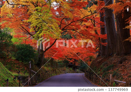 Tunnel of autumn leaves Tunnel of autumn leaves 137749969