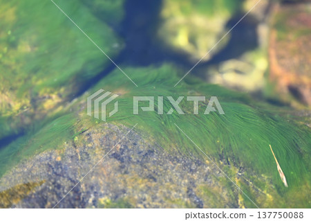 Clear streams and diatoms in early spring Clear streams and diatoms in early spring 137750088