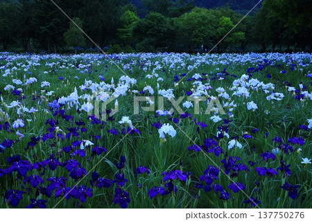 Iryo in full bloom Iryo in full bloom 137750276