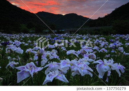 Iryo盛開 137750279