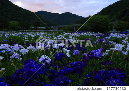 Iryo in full bloom 137750280