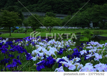Iryo in full bloom Iryo in full bloom 137750282