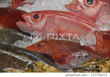 紅鯛魚（第一牧會公設市場/沖繩縣那霸市） 137750372