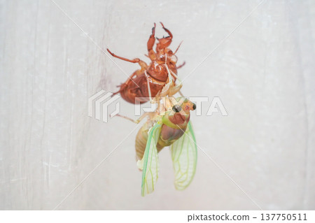 Cicada emergence (unfolding its folded wings) Cicada emergence (unfolding its folded wings) 137750511