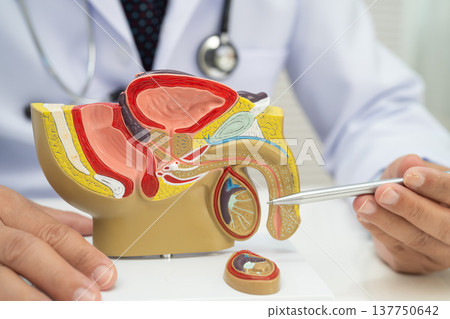Male reproductive system, Asian doctor holding human anatomy model for study diagnosis and treatment in hospital. Male reproductive system, Asian doctor holding human anatomy model for study diagnosis and treatment in hospital. 137750642