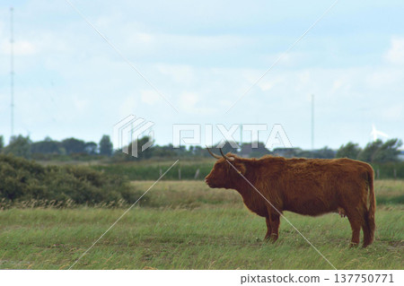 Brown Highland Cow Standing in Green Meadow Landscape Under Cloudy Sky 137750771