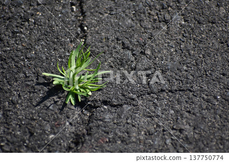 Plants growing from asphalt Plants growing from asphalt 137750774