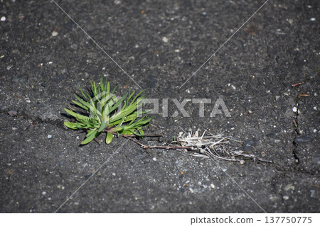 Plants growing from asphalt Plants growing from asphalt 137750775