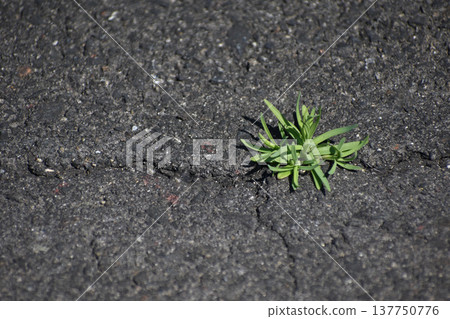從瀝青中生長出來的植物 從瀝青中生長出來的植物 137750776