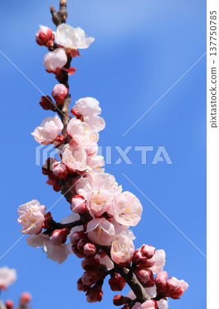 閃耀在藍天中的花桃 閃耀在藍天中的花桃 137750785