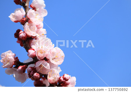 Hanamomo shining in the blue sky 137750892