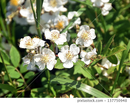 White Neubara Flower White Neubara Flower 137750948