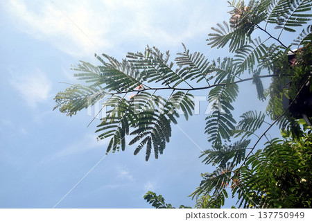 藍天和Nemnock 137750949