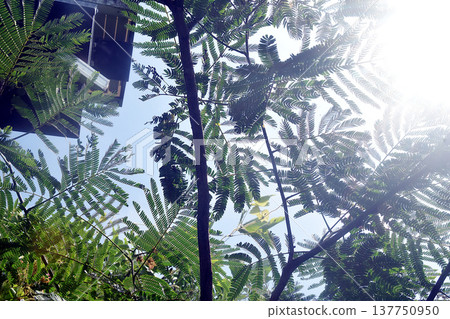 Nemnoki離開 137750950