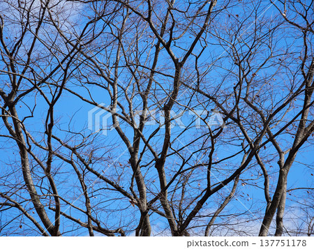 Beautiful winter scenery with blue sky and dead trees Beautiful winter scenery with blue sky and dead trees 137751178