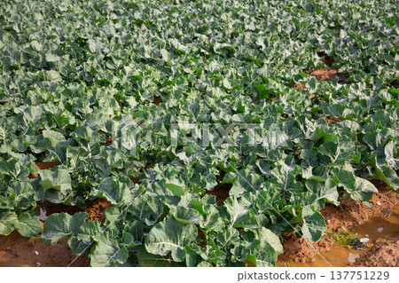 Young broccoli growing on farm plantation on spring day Young broccoli growing on farm plantation on spring day 137751229
