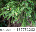 日本柳杉（Cryptomeria japonica）的葉子和雄花 137751282