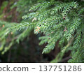 日本柳杉（Cryptomeria japonica）的葉子和雄花 137751286