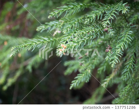日本柳杉（Cryptomeria japonica）的葉子和雄花 137751286