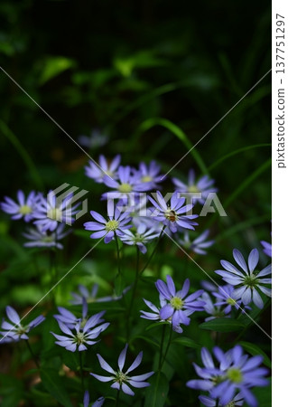 宮古川，一種開著美麗紫色花朵的花。 137751297