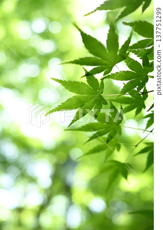 春日的陽光灑在翠綠的楓葉上。 137751299
