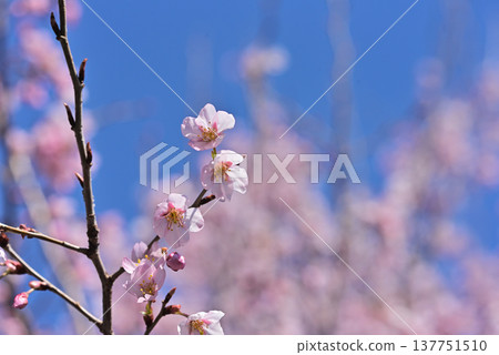 櫻花，景王櫻（一種櫻花），背景素材。 137751510