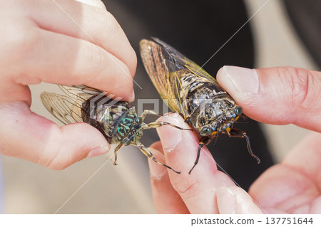 Minmin cicada and Kumazemi cicada Minmin cicada and Kumazemi cicada 137751644