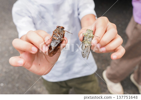 A child with a cicada species called Kumazemimin and Minzemi. A child with a cicada species called Kumazemimin and Minzemi. 137751648