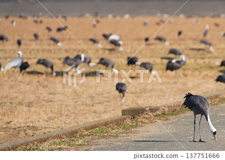 A hooded crane standing by the roadside and a flock of people in a rice field. A hooded crane standing by the roadside and a flock of people in a rice field. 137751666