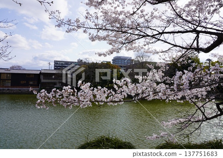 Cherry blossoms at Okayama Castle 137751683