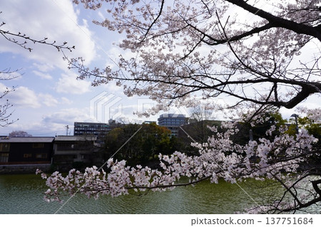 Cherry blossoms at Okayama Castle 137751684