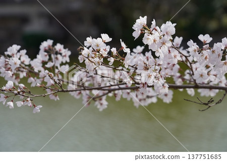 岡山城的櫻花 137751685