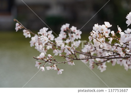 Cherry blossoms at Okayama Castle 137751687